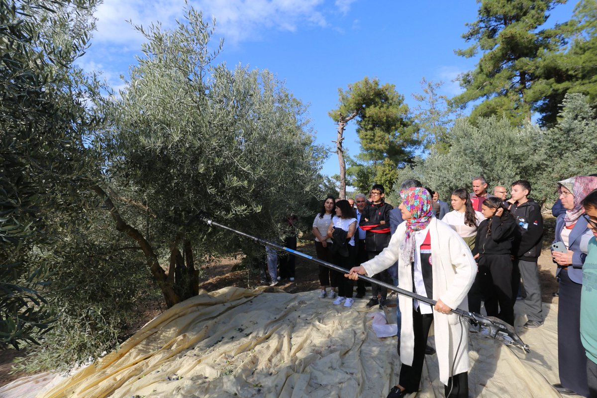 Muğla'da Kavaklıdere'de Geleneksel Zeytin Hasadı Başladı