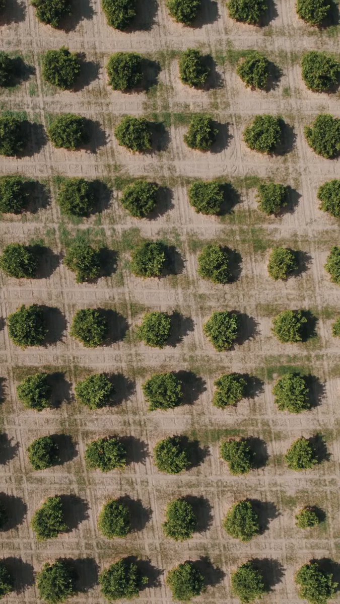 Muğla'nın Portakal Kokulu Yollarında Baharın Tadını Çıkarın