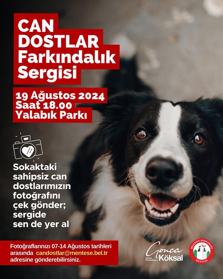 Menteşe Belediyesi'nden Sokak Köpekleri İçin Anlamlı Etkinlik