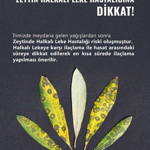 Zeytin Üreticilerine Halkalı Leke Hastalığı Uyarısı