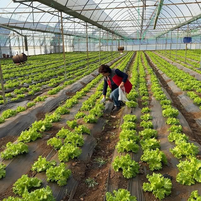 Denetimlerle Hasat Öncesi Pestisit Kontrolü Sağlandı