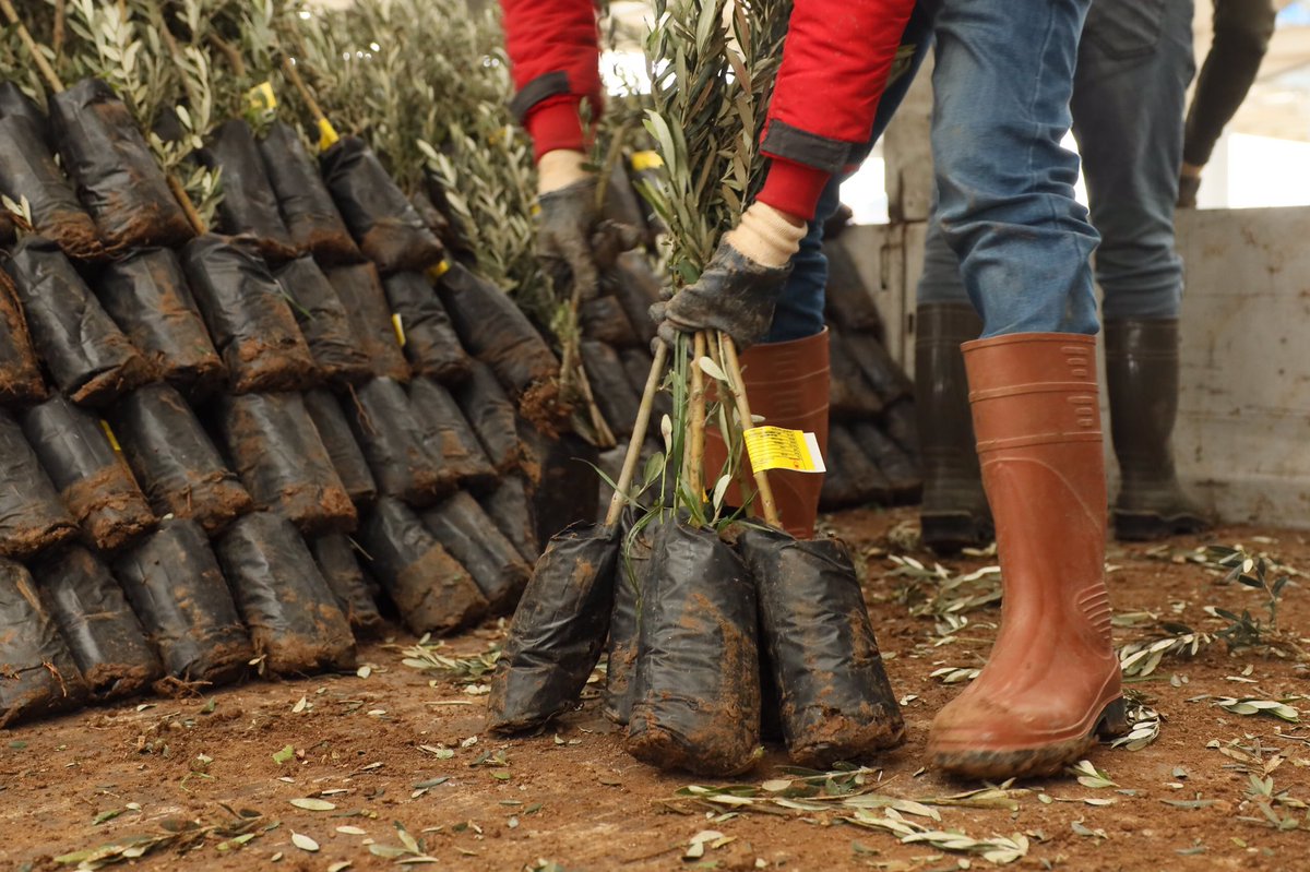 Muğla coğrafyasında zeytin ağaçları dikildi